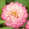 zinnia960